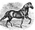 Canadian Horse Breeders' Association
