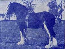 Clydesdale Horse Association of Canada